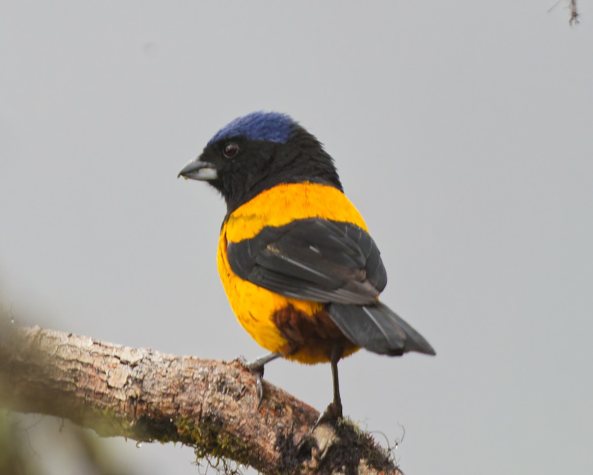 Golden-backed Mountain Tanager - ML640340862