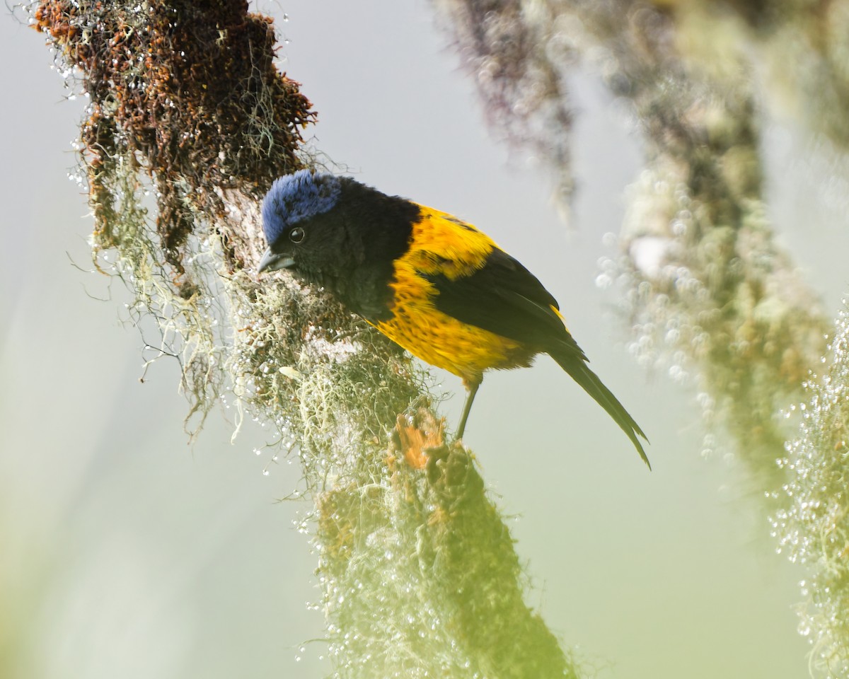 Golden-backed Mountain Tanager - ML640340863