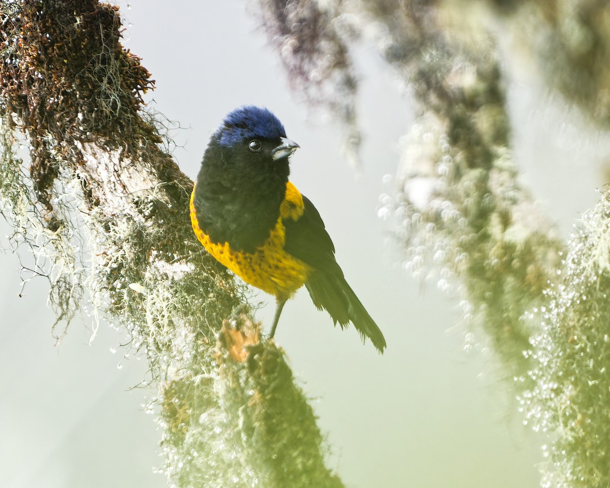 Golden-backed Mountain Tanager - ML640340864