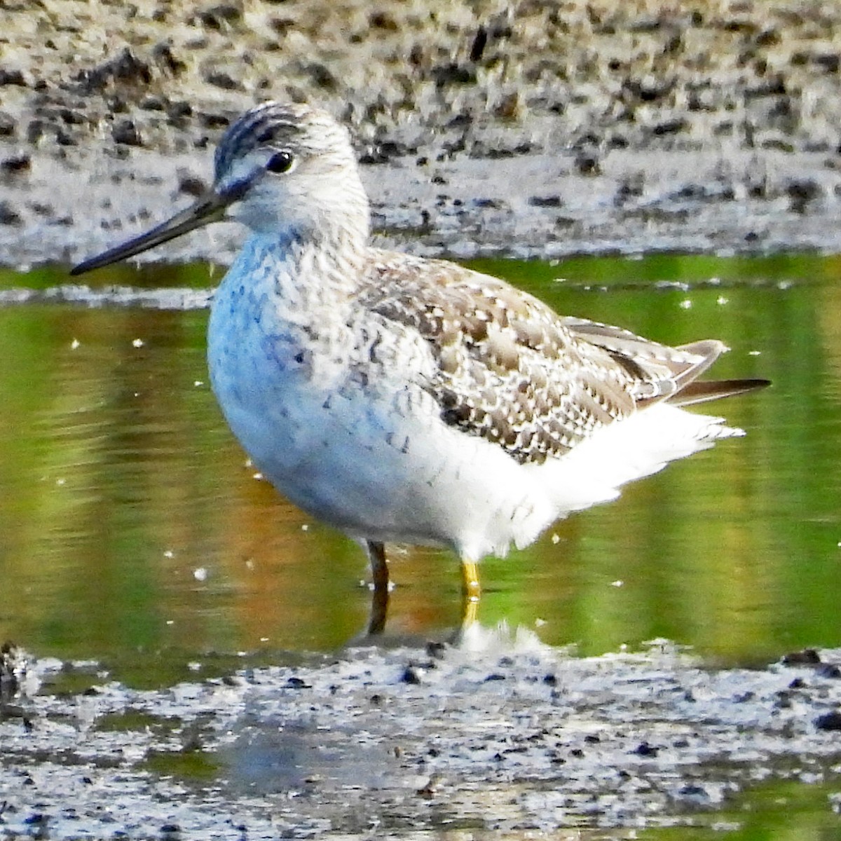 Greater Yellowlegs - ML640340914