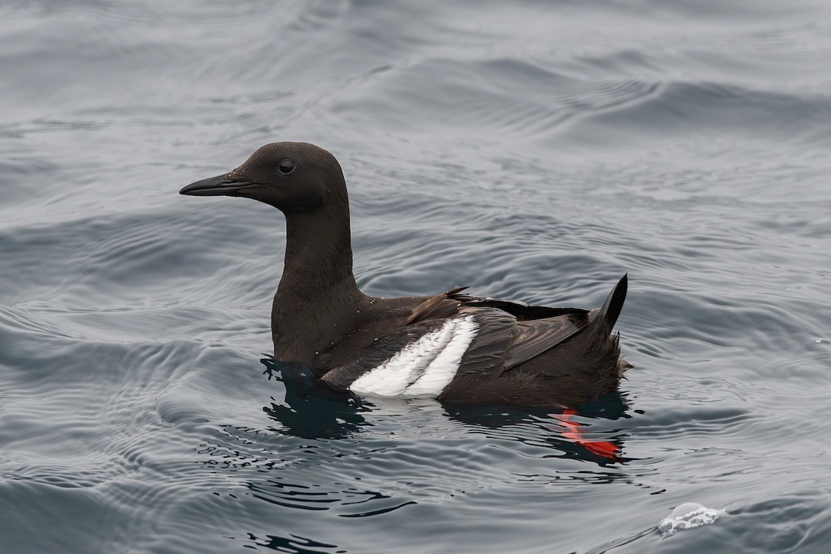 Black Guillemot - ML640340919
