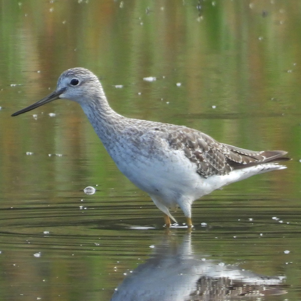 Greater Yellowlegs - ML640340920