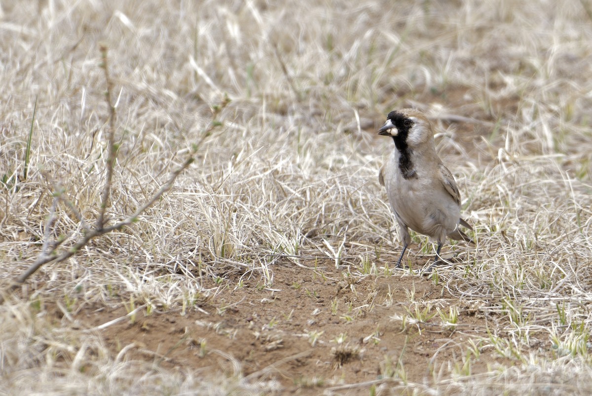 Pere David's Snowfinch - ML640340930