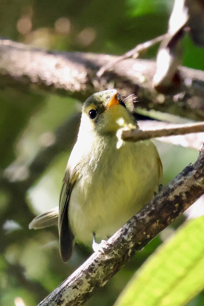 Oustalet's Tyrannulet - ML640340937