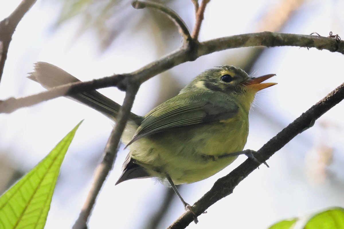 Oustalet's Tyrannulet - ML640340939