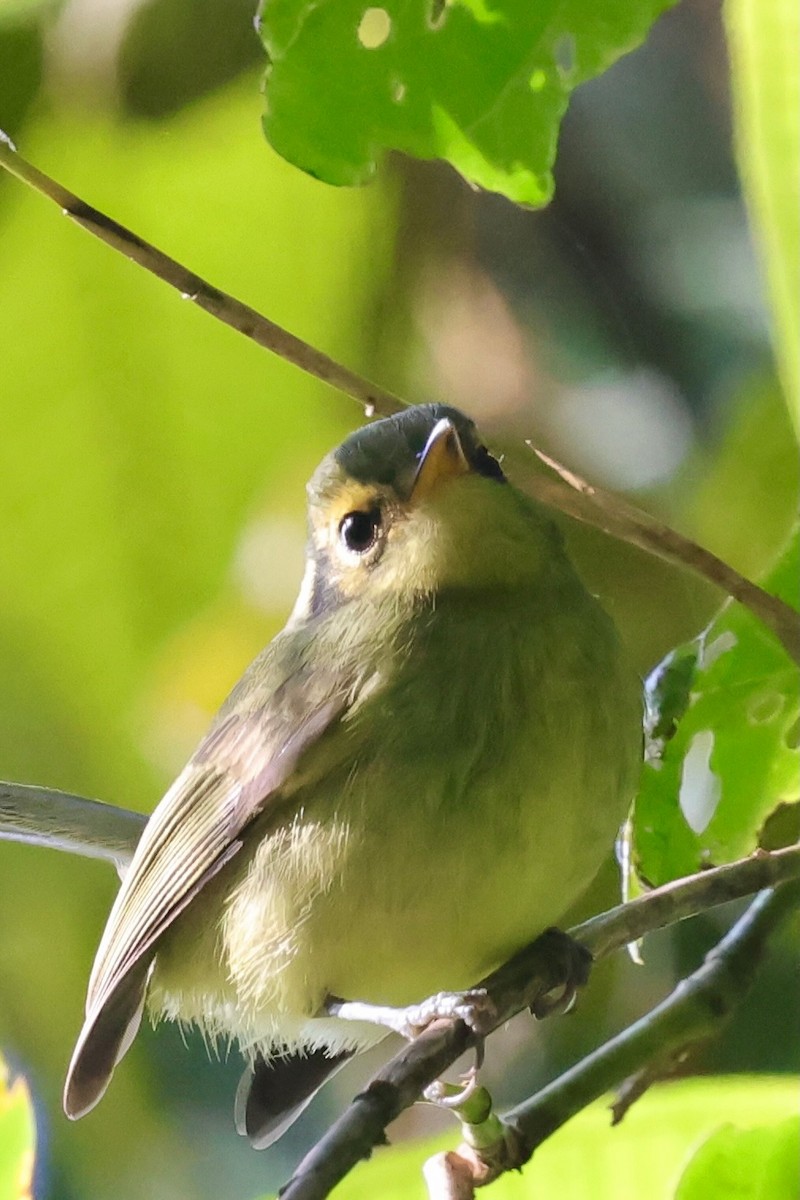 Oustalet's Tyrannulet - ML640340940
