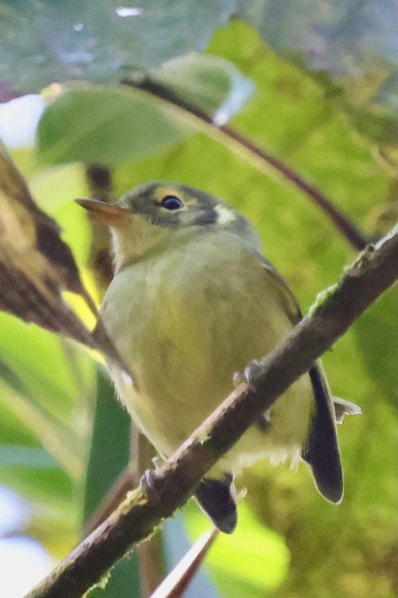 Oustalet's Tyrannulet - ML640340941