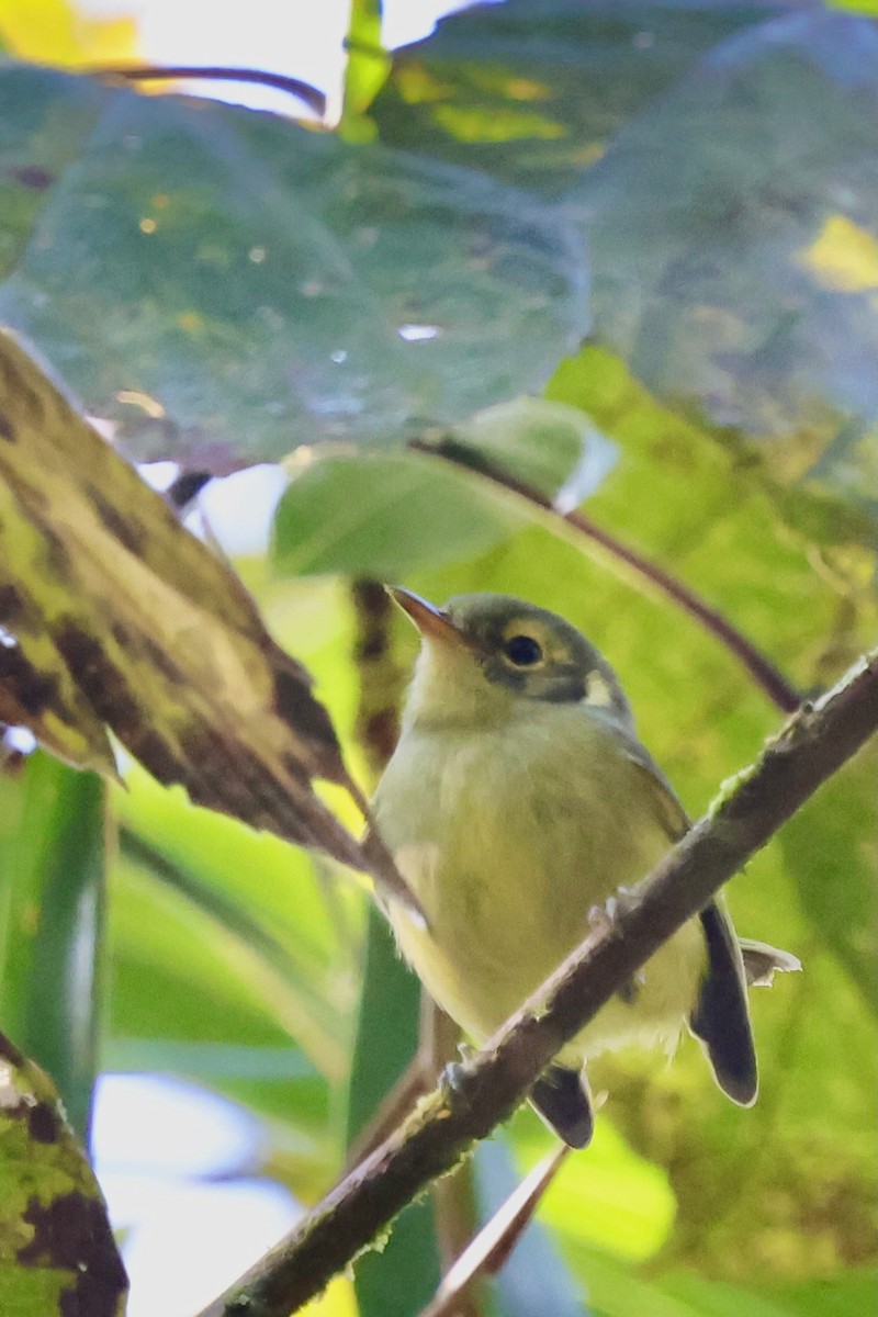 Oustalet's Tyrannulet - ML640340942