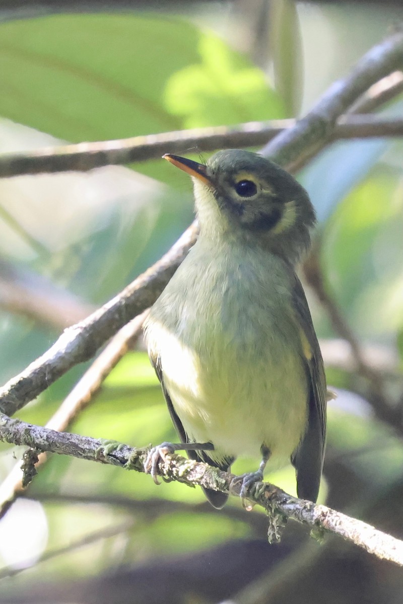 Oustalet's Tyrannulet - ML640340943