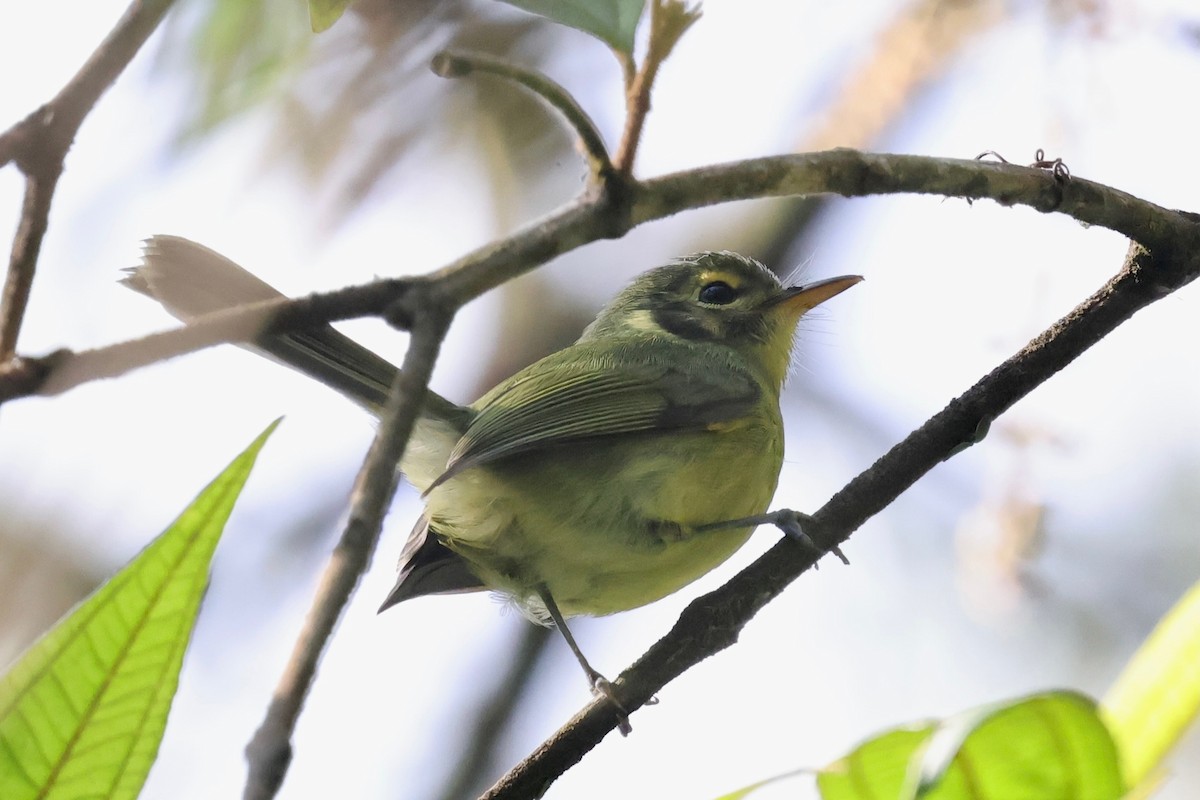 Oustalet's Tyrannulet - ML640340944