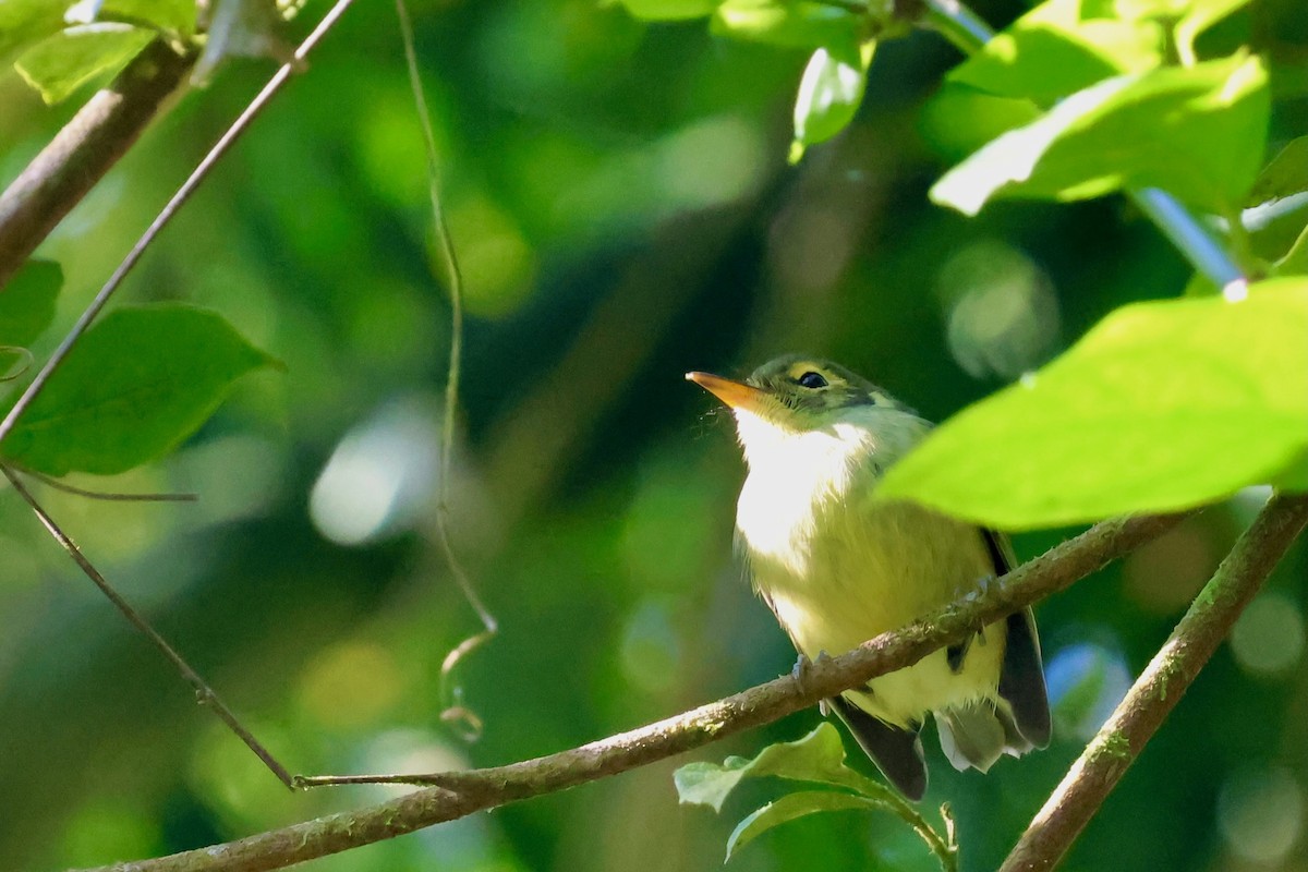 Oustalet's Tyrannulet - ML640340945