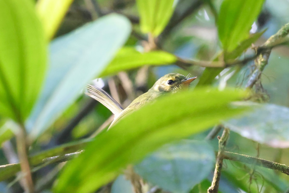 Oustalet's Tyrannulet - ML640340946