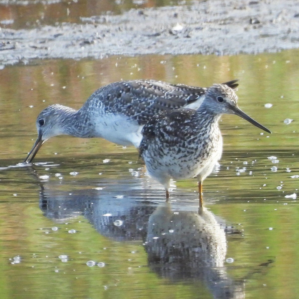 Greater Yellowlegs - ML640340952