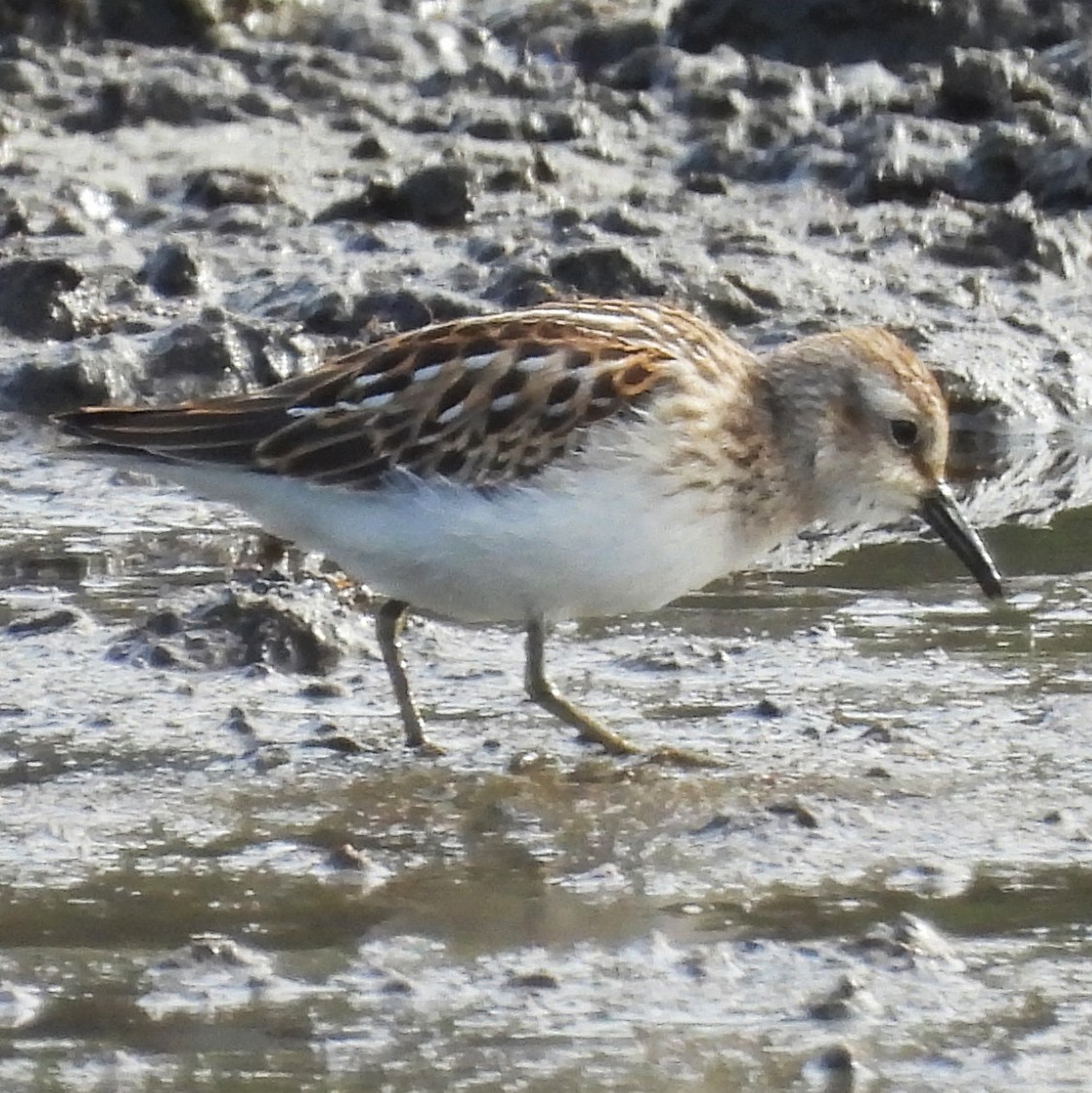 Least Sandpiper - ML640340964