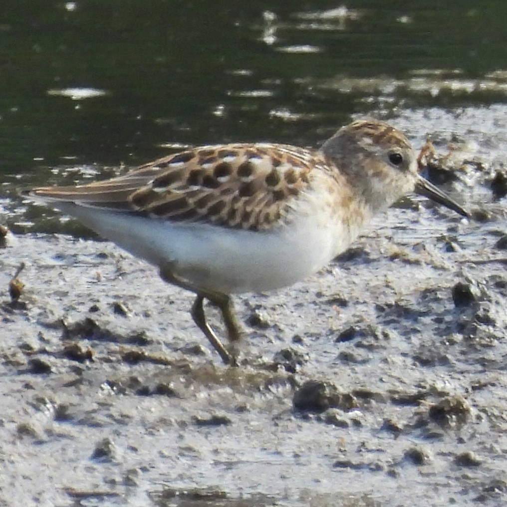 Least Sandpiper - ML640340971