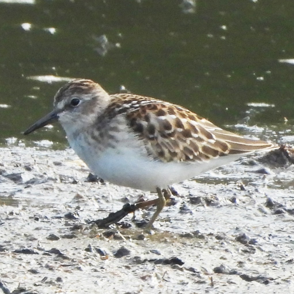 Least Sandpiper - ML640340979