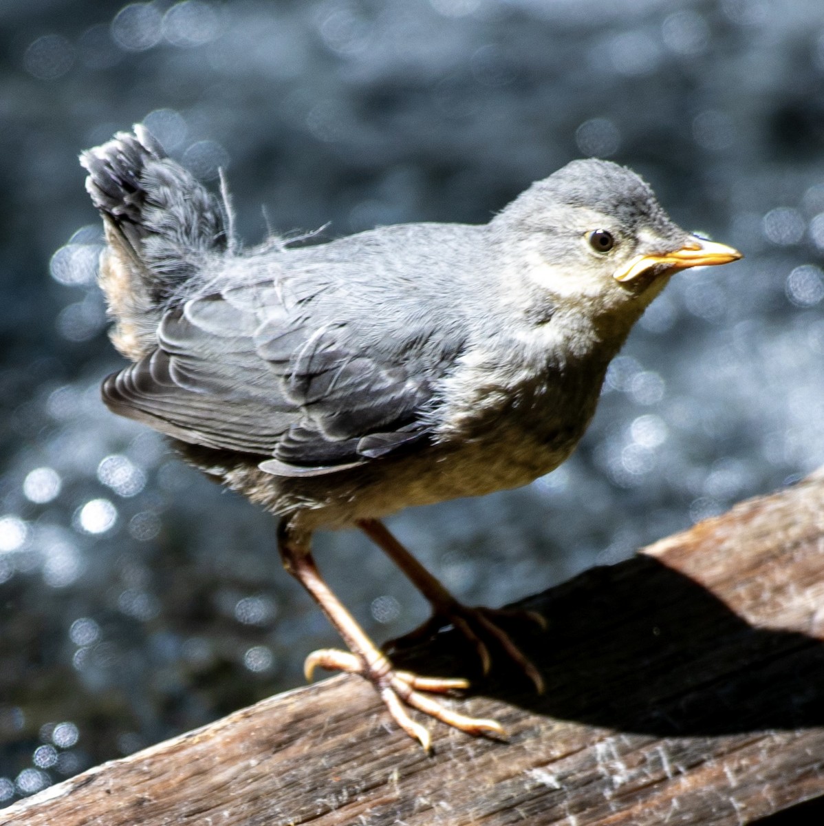 American Dipper - ML640340984