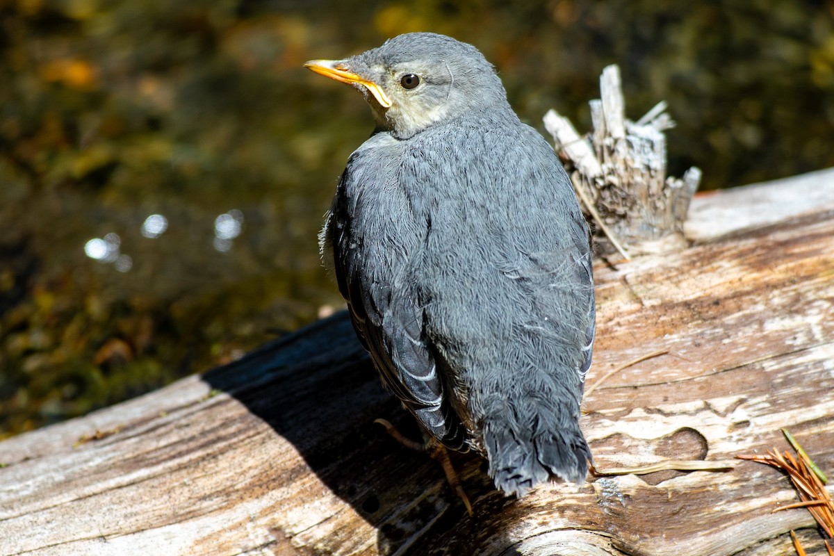 American Dipper - ML640340985