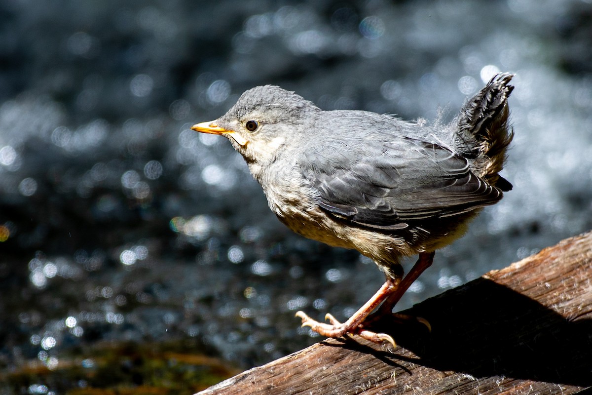 American Dipper - ML640340986