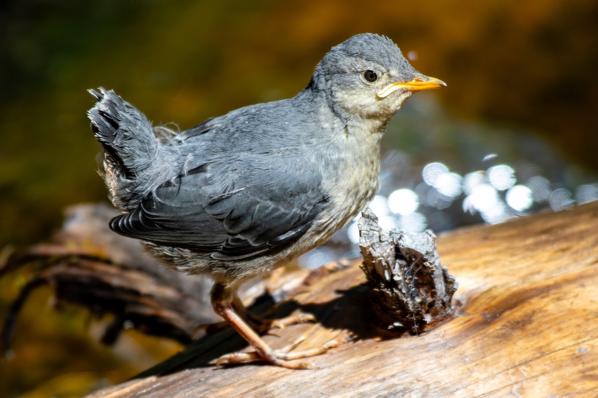 American Dipper - ML640340987