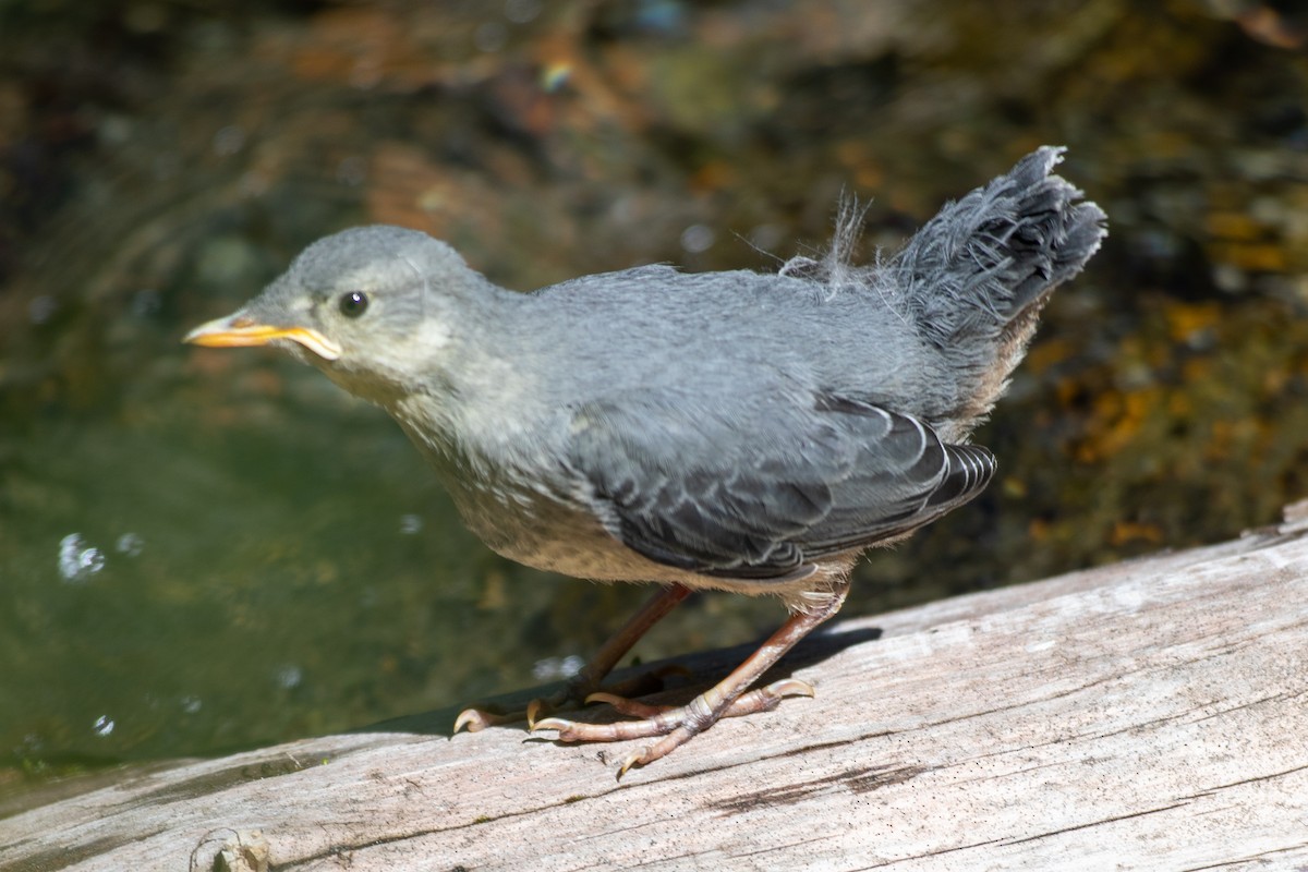 American Dipper - ML640340988