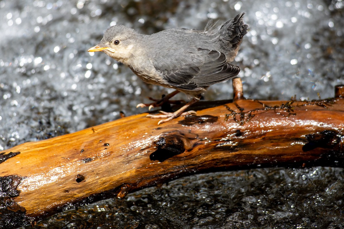 American Dipper - ML640340989