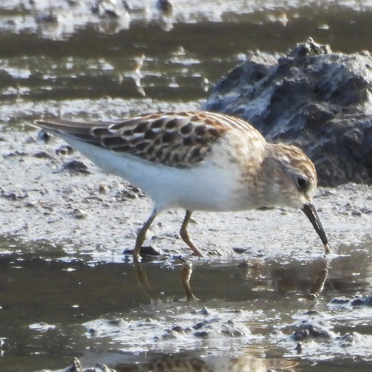 Least Sandpiper - ML640340991
