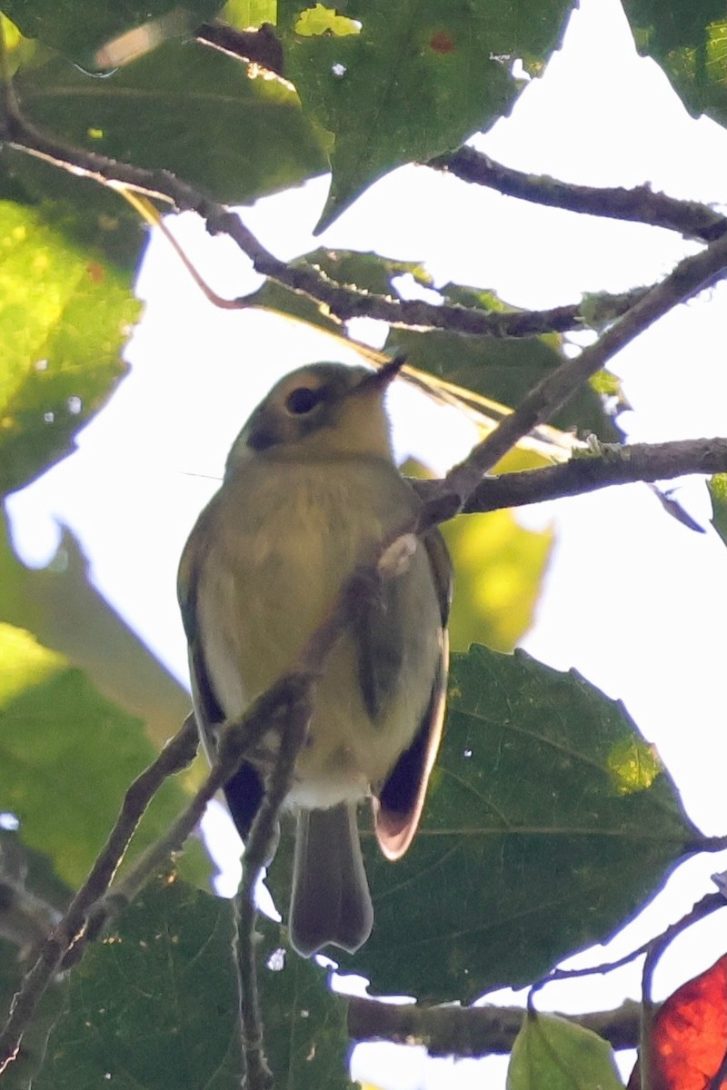 Oustalet's Tyrannulet - ML640341008
