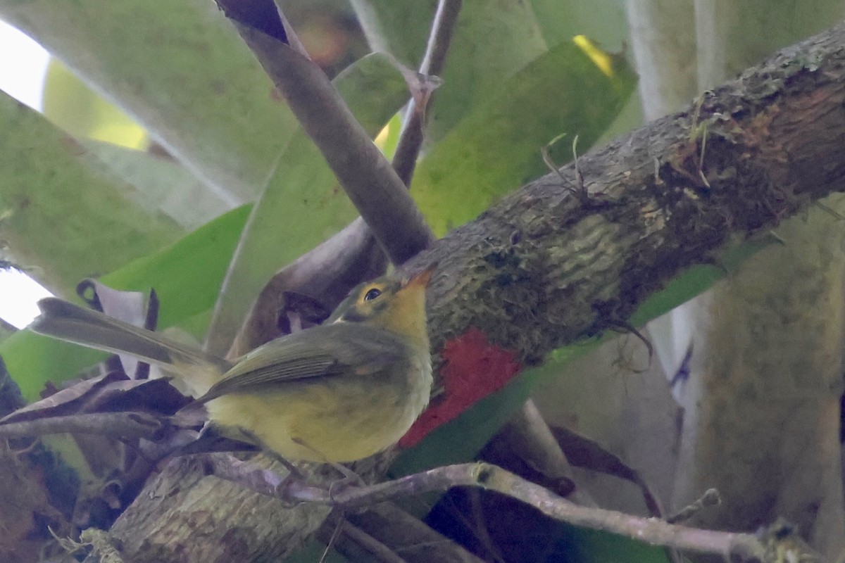 Oustalet's Tyrannulet - ML640341009