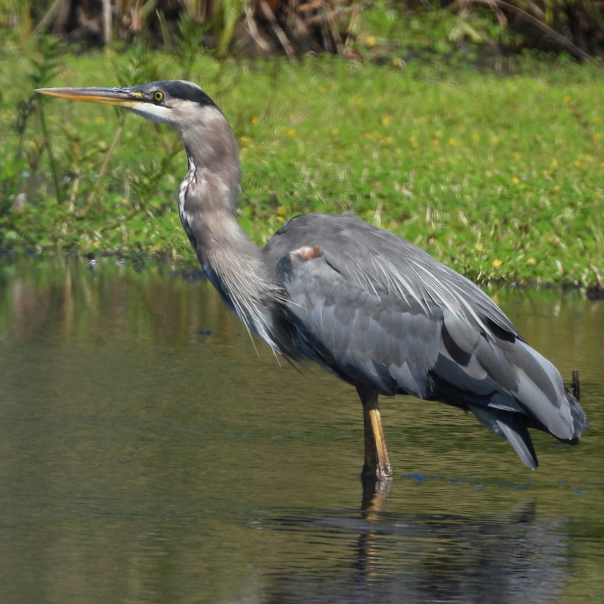 Great Blue Heron - ML640341045