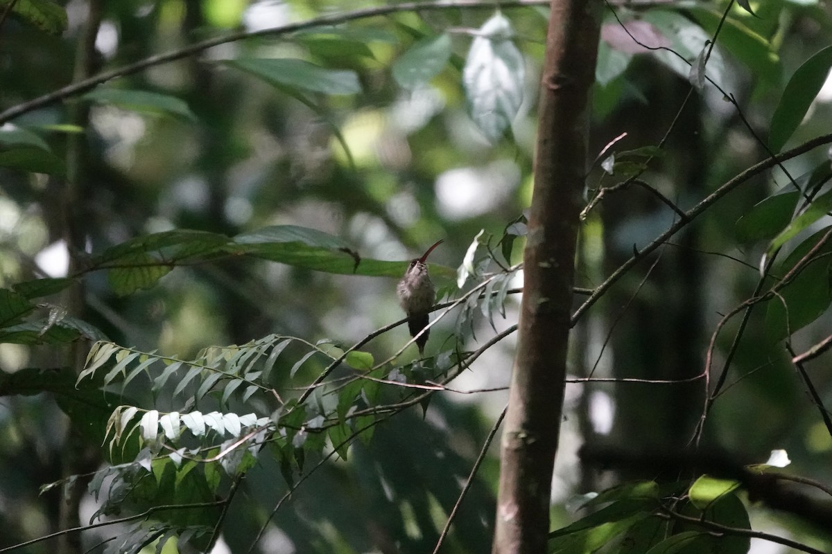 Great-billed Hermit - ML640341058