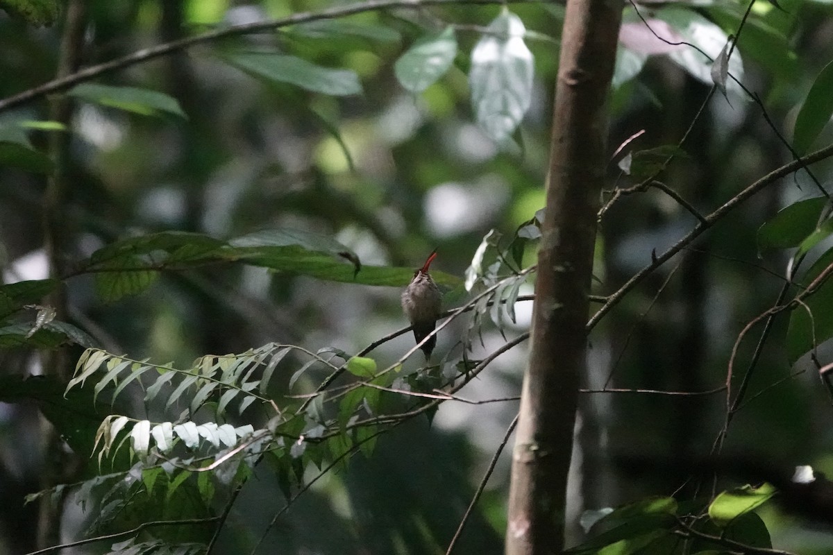 Great-billed Hermit - ML640341059