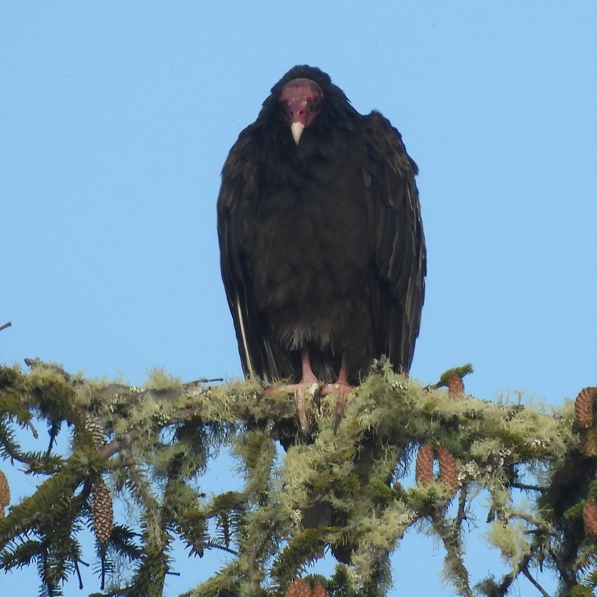 Turkey Vulture - ML640341076