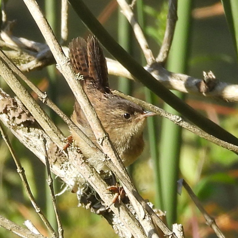 Marsh Wren - ML640341083
