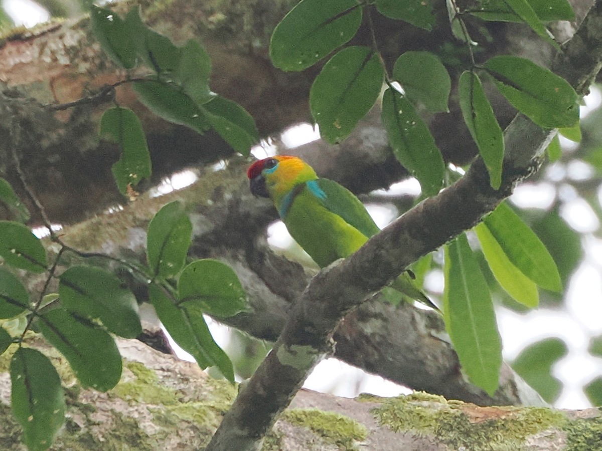 Large Fig-Parrot - ML640341088