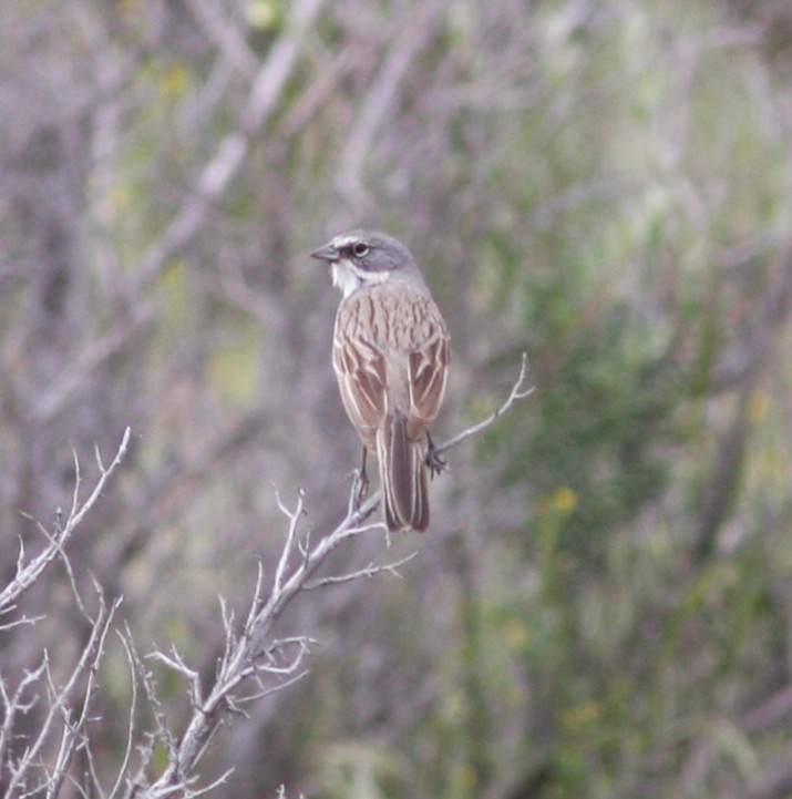 Sagebrush Sparrow - ML640341102
