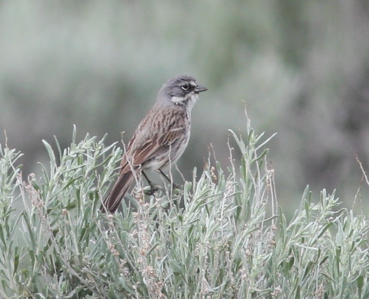 Sagebrush Sparrow - ML640341103