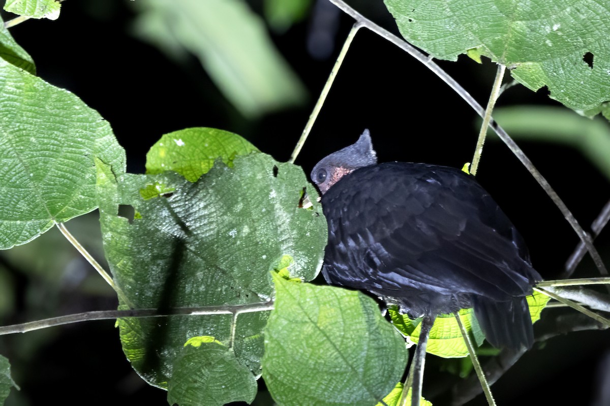 Dusky Megapode - ML640341137
