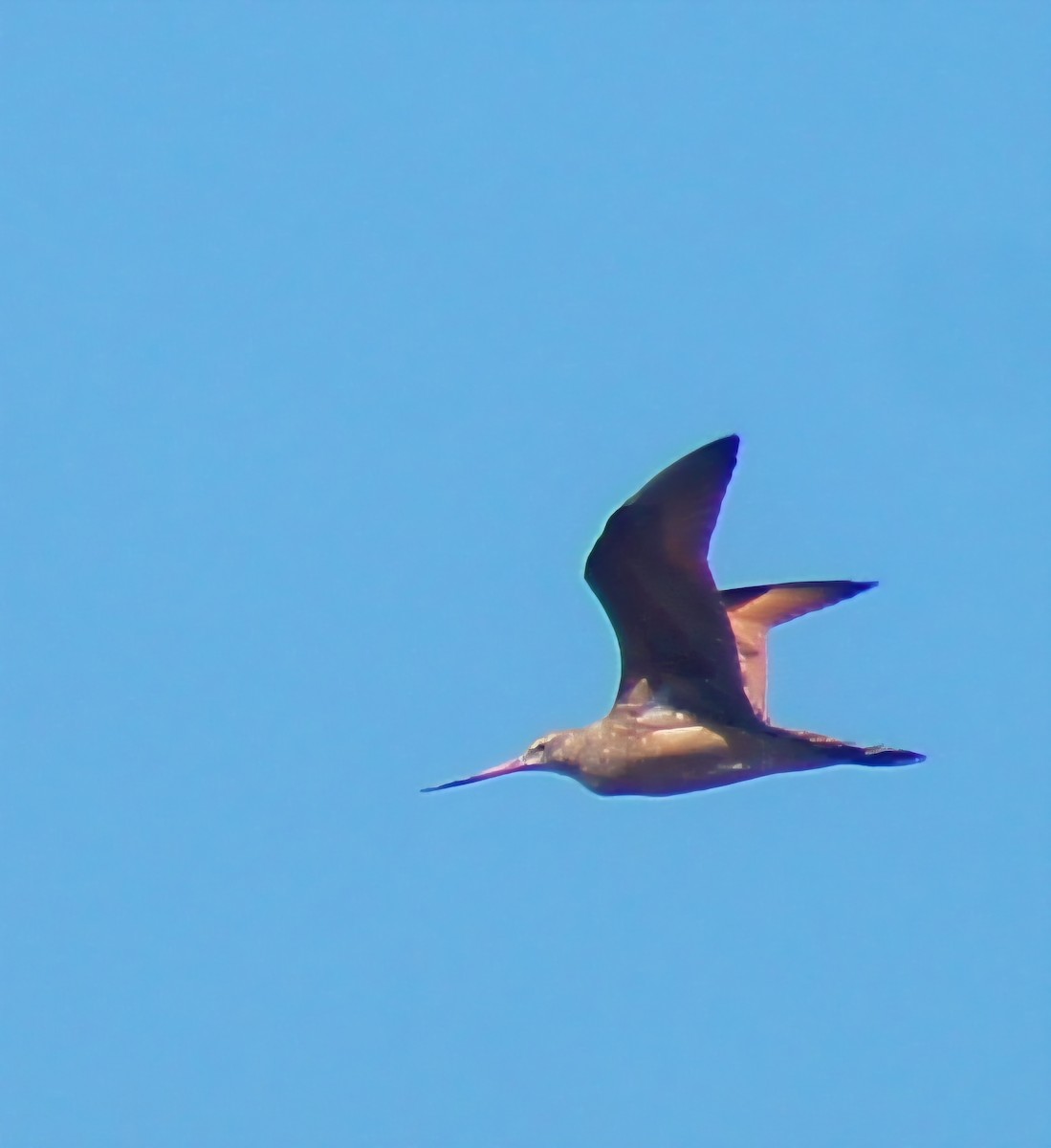 Marbled Godwit - ML640341143