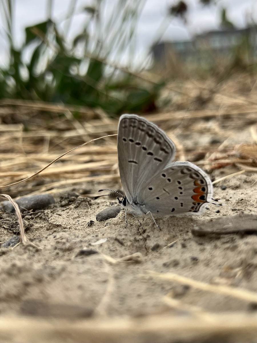 Eastern Tailed-Blue - ML640341164
