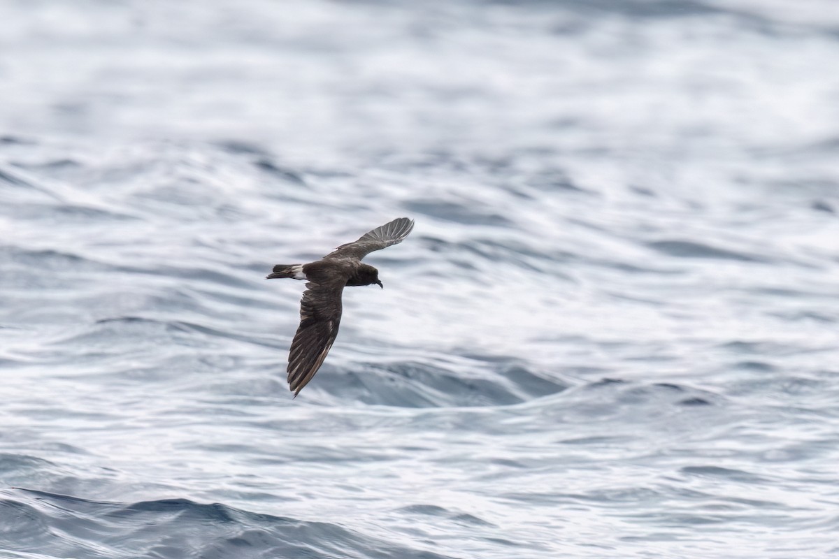 Band-rumped Storm-Petrel - Kalpesh Krishna