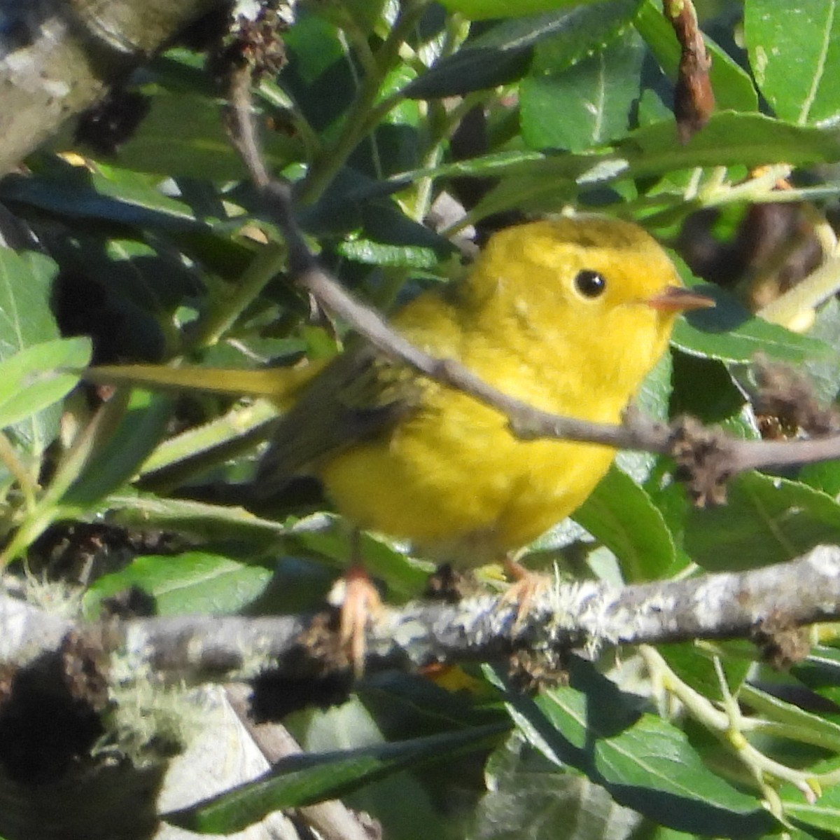 Wilson's Warbler - ML640341187