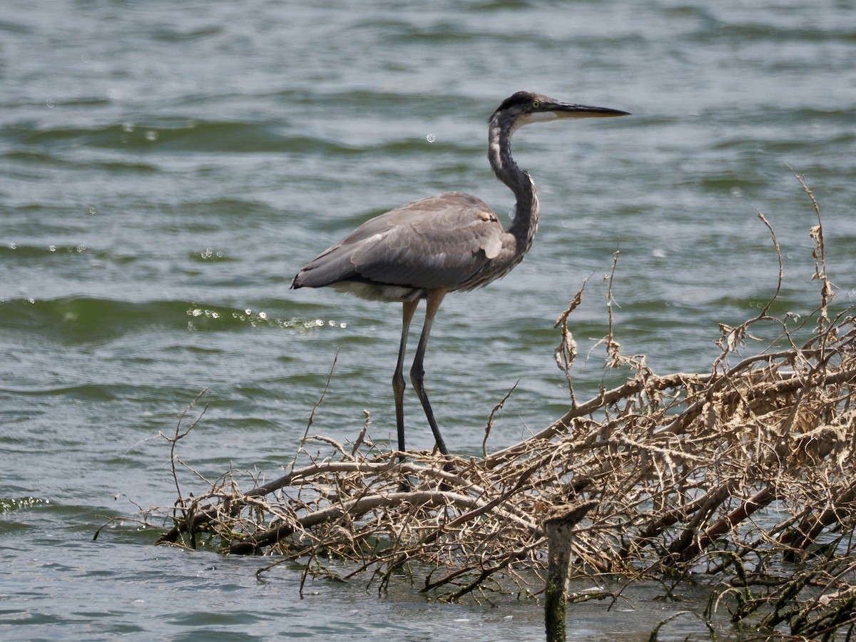 Great Blue Heron - ML640341188