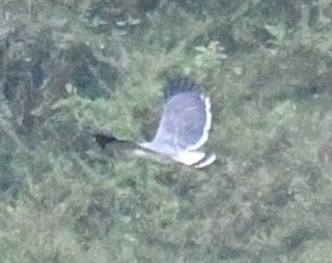 Gray-backed Hawk - ML640341195