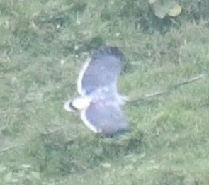 Gray-backed Hawk - ML640341196