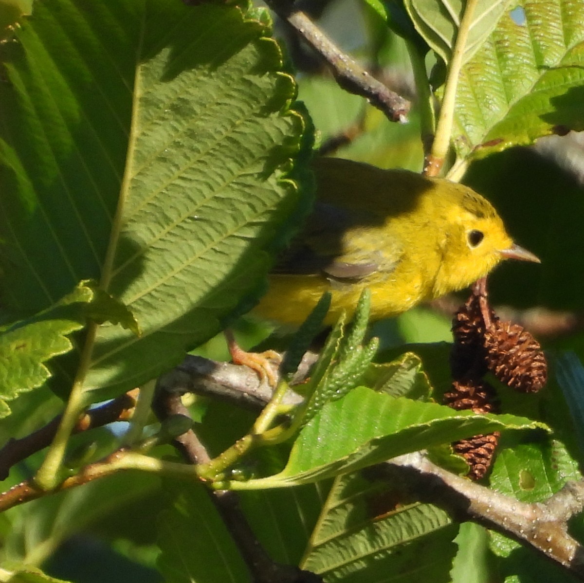 Wilson's Warbler - ML640341205