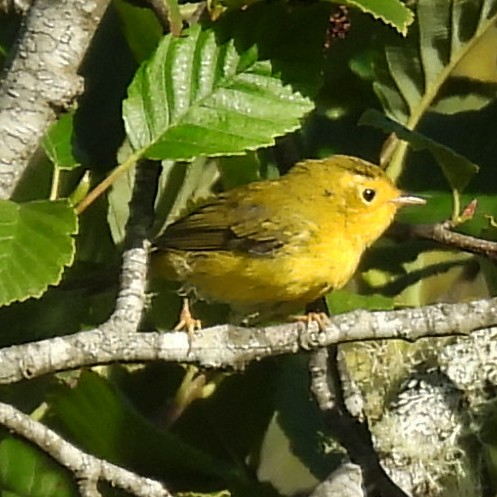 Wilson's Warbler - ML640341239