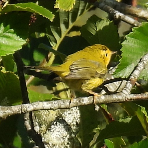 Wilson's Warbler - ML640341255