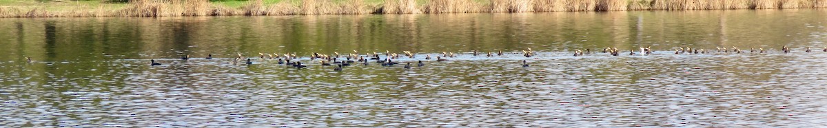 Ubarroi handia - ML640341275