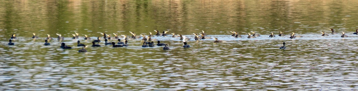 Ubarroi handia - ML640341277